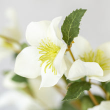 Load image into Gallery viewer, Off White Faux Hellebore