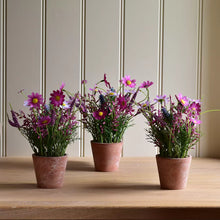 Load image into Gallery viewer, pink wildflowers in pot