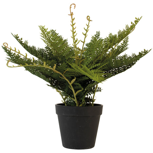 Grand Illusions Potted Fern