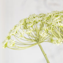 Load image into Gallery viewer, Faux Cow Parsley Stem
