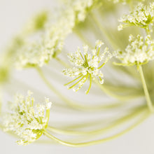Load image into Gallery viewer, Faux Cow Parsley Stem
